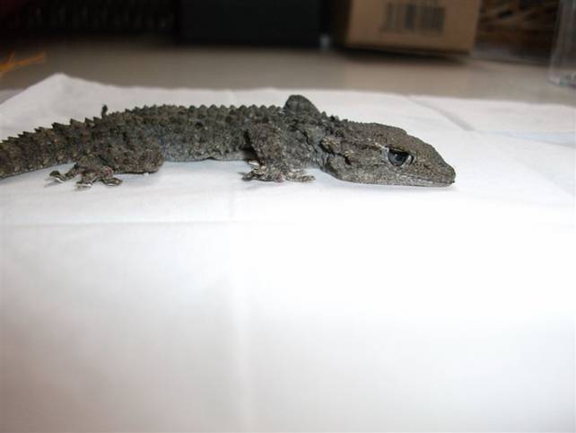 Identificazione specie e sottospecie Geko morto